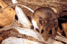 Mouse Mouse