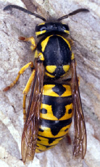 Yellowjacket - Vespula spp., Dolichovespula spp., Vespa spp. Yellowjacket - Vespula spp., Dolichovespula spp., Vespa spp.