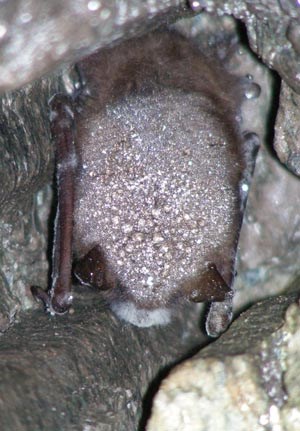 a bat in a cave covered in a fuzzy white fungus with large white patches around its nose