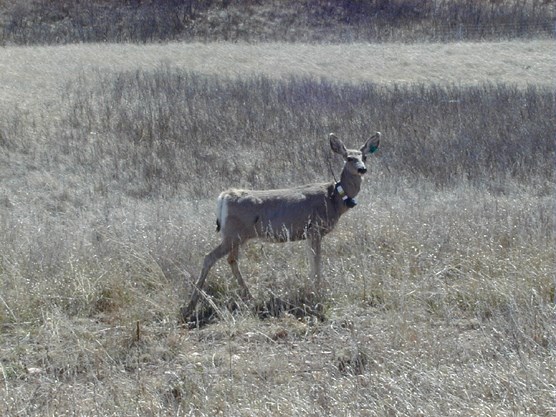 Mule deer wearing a radio collar as part of a chronic wasting disease study in Wind Cave National Park.