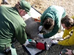 Deer being tested for chronic wasting disease by biologists and Wind Cave National Park staff.