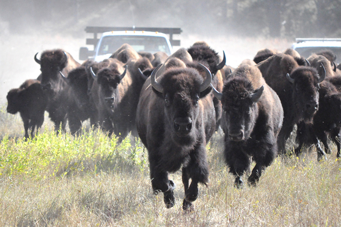 Herd of bison running toward the camera.