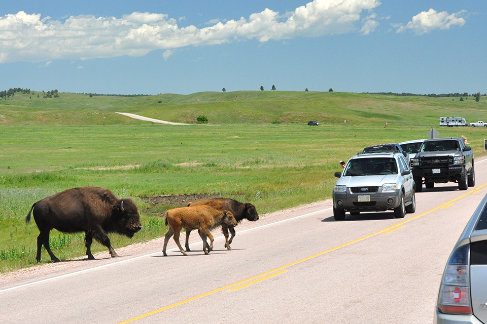 A cow bison and calf walking across the highway blocking traffic on a bright sunny summer day.