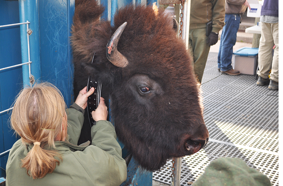 The head of a bison sticking out from a chute with a park service biologist tightening a collar around its neck.