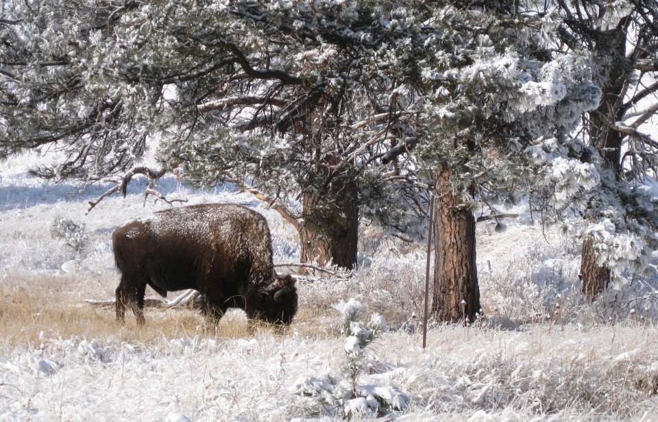 Bison standing head down in snow with ponderosa pines in the background. Bison standing head down in snow with ponderosa pines in the background.