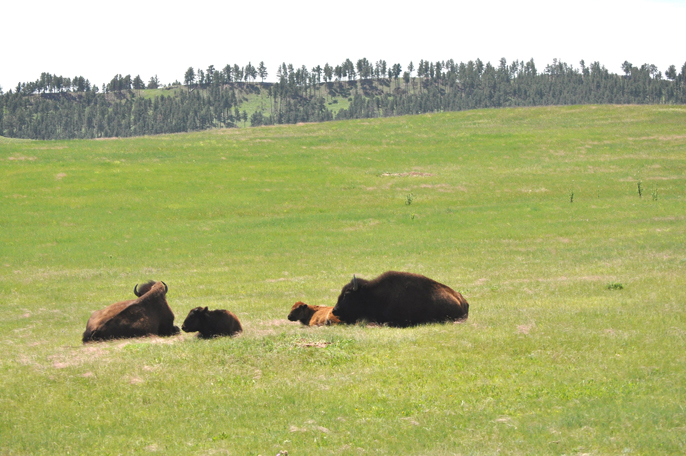 Bison resting on green prairie.