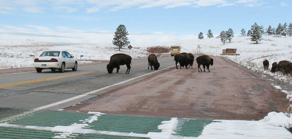 In the middle of the photo are several bison, licking the road, blocking the right lane. A car drives around them to the left, with a large truck driving toward the car farther down in the same lane. In the middle of the photo are several bison, licking the road, blocking the right lane. A car drives around them to the left, with a large truck driving toward the car farther down in the same lane.