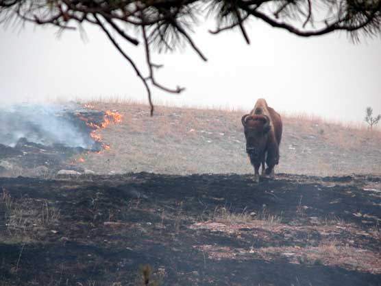 A bison walks along a burn line during a 2004 prescribed burn in Wind Cave National Park.