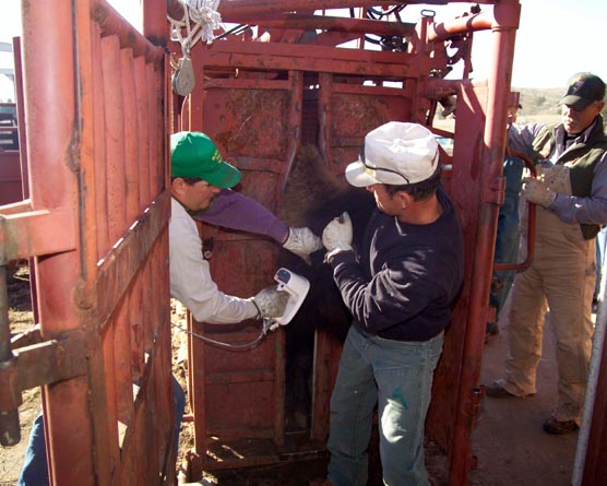 Park staff (left to right) Toby Nettifee, Mike Carder, and Jeff Simmons scan behind the right ear of a bison for an implanted microchip containing identifying information.