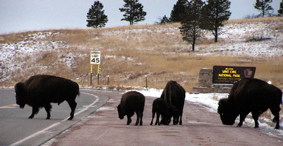 Five bison lick salt off Highway 385 at the south entrance to Wind Cave National Park.