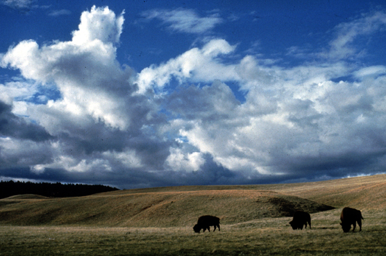 Bison on the prairie at Wind Cave National Park Bison on the prairie at Wind Cave National Park