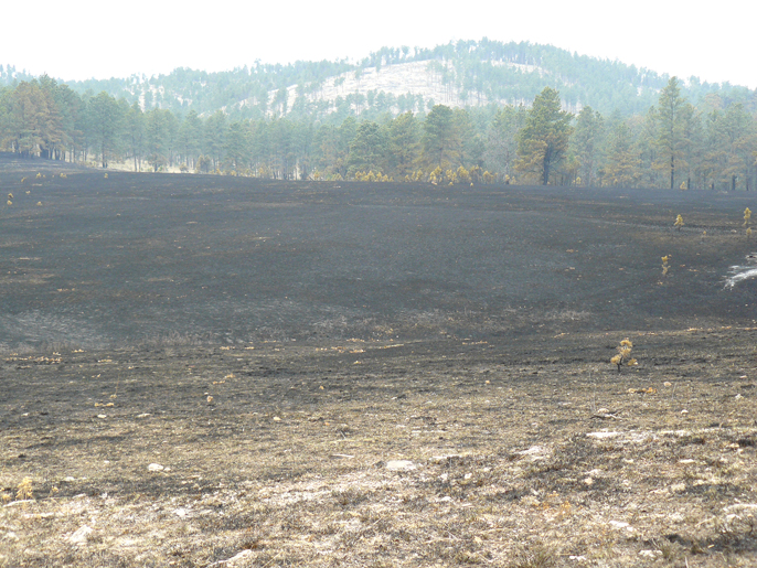 Area blackened by Cold Brook Fire.