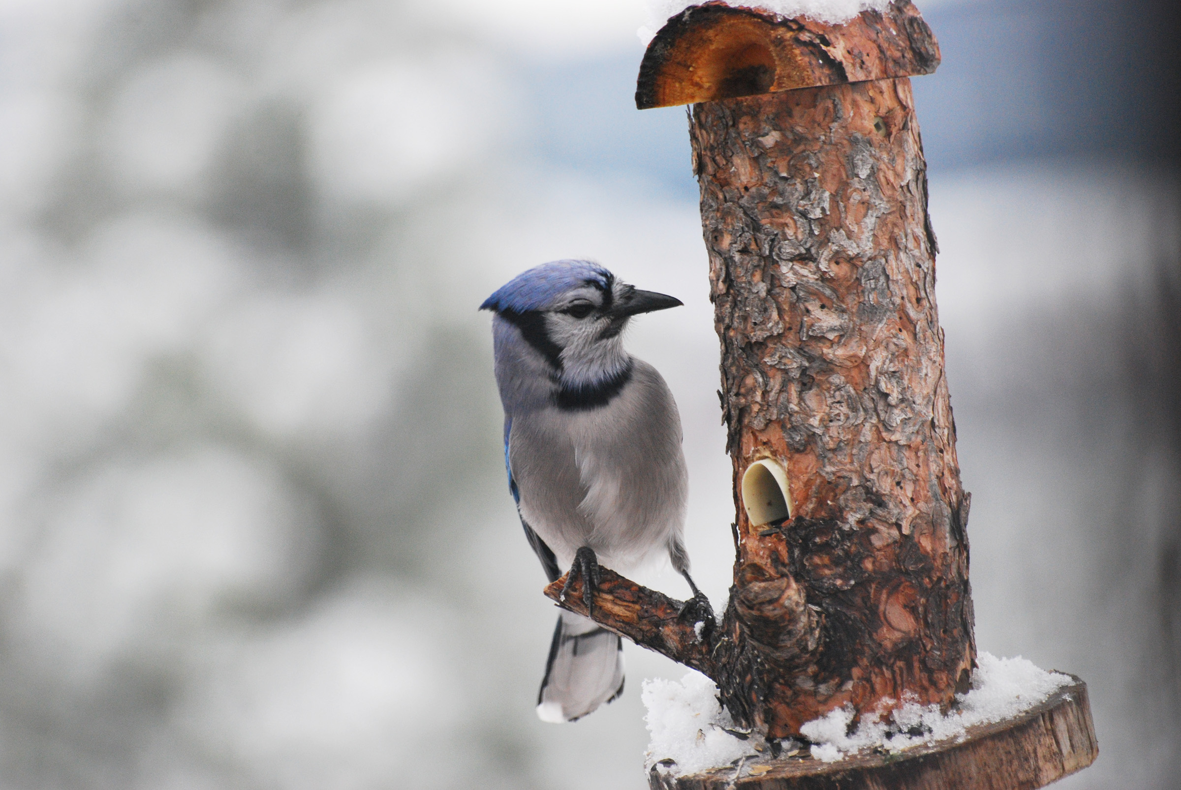 Blue Jay on a wooden feeder. Blue Jay on a wooden feeder.