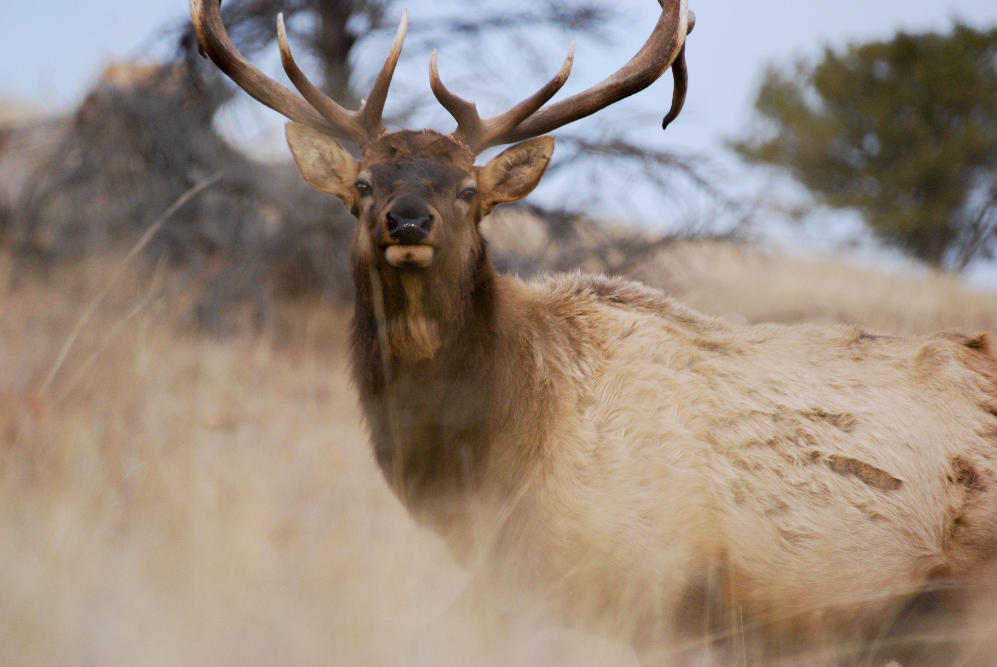 Closeup of a bull elk with large antlers, a dark brown neck and tan body stares at the camera. Closeup of a bull elk with large antlers, a dark brown neck and tan body stares at the camera.