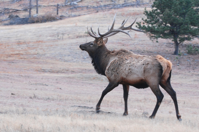 Bull elk in Wind Cave National Park