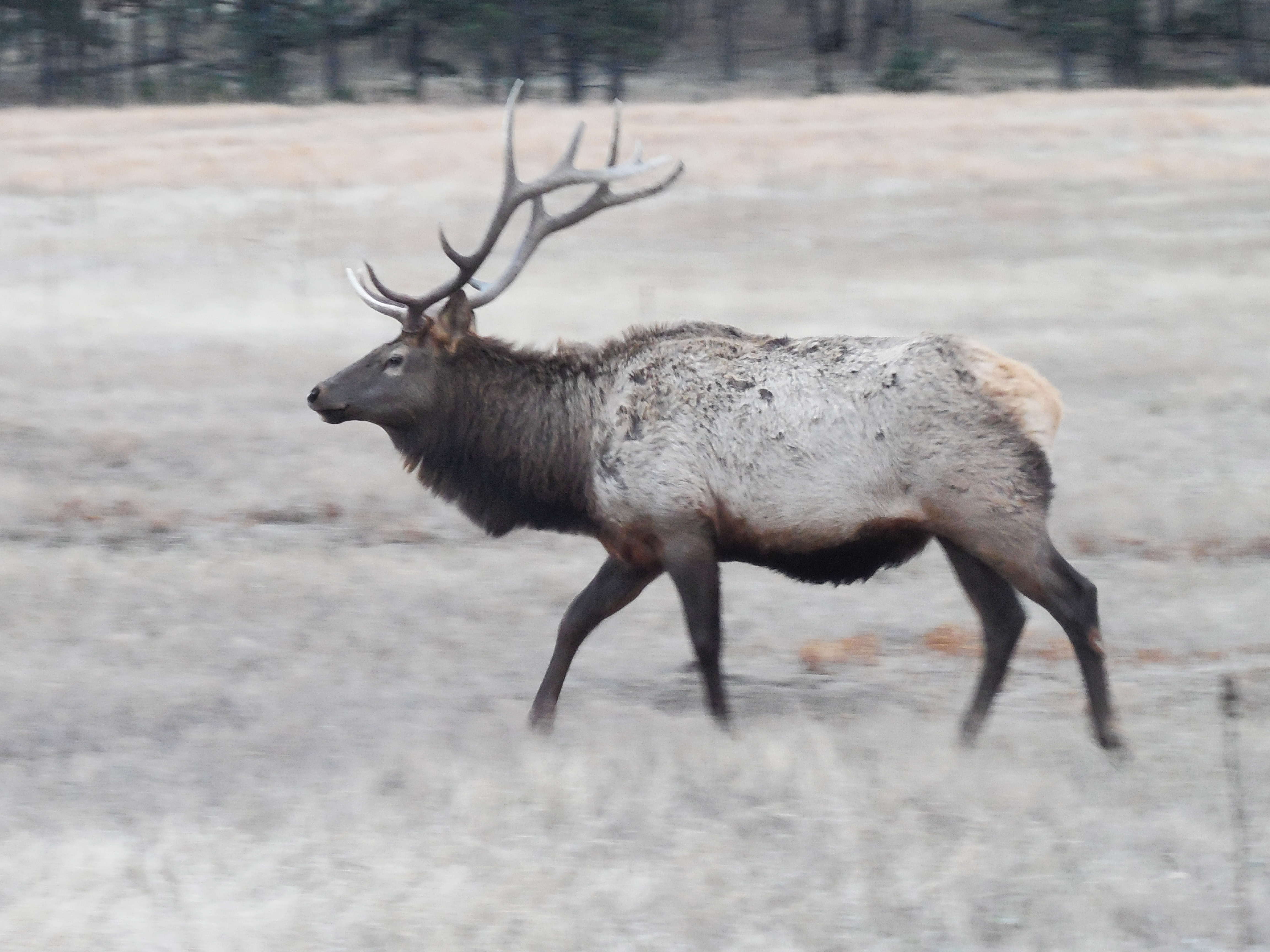Bull Elk Large brown bull elk with tall antlers walks to the left in the photo.