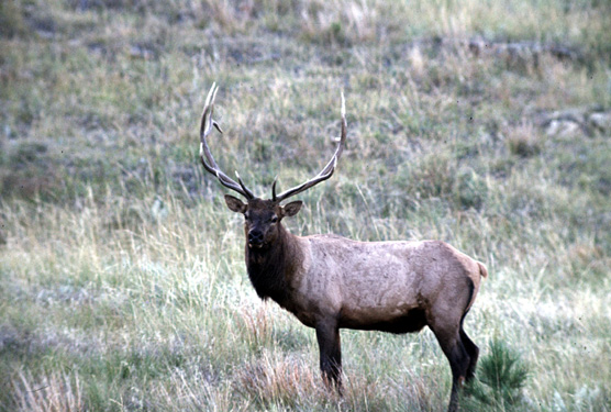 Elk in Wind Cave National Park Looking at Camera