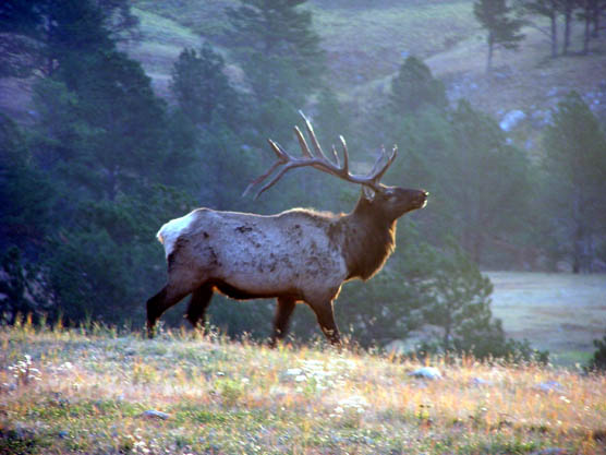 Bull elk bugling.