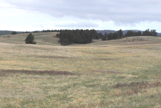 Prairie on a cloudy day with some trees in the background.