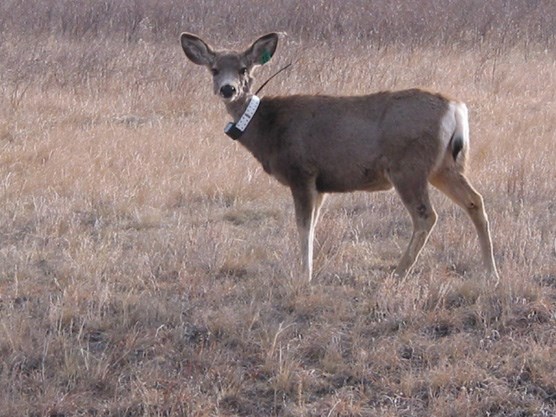 Collared deer and elk at Wind Cave are part of an ongoing project to learn more about animal movement patterns in and around the park.