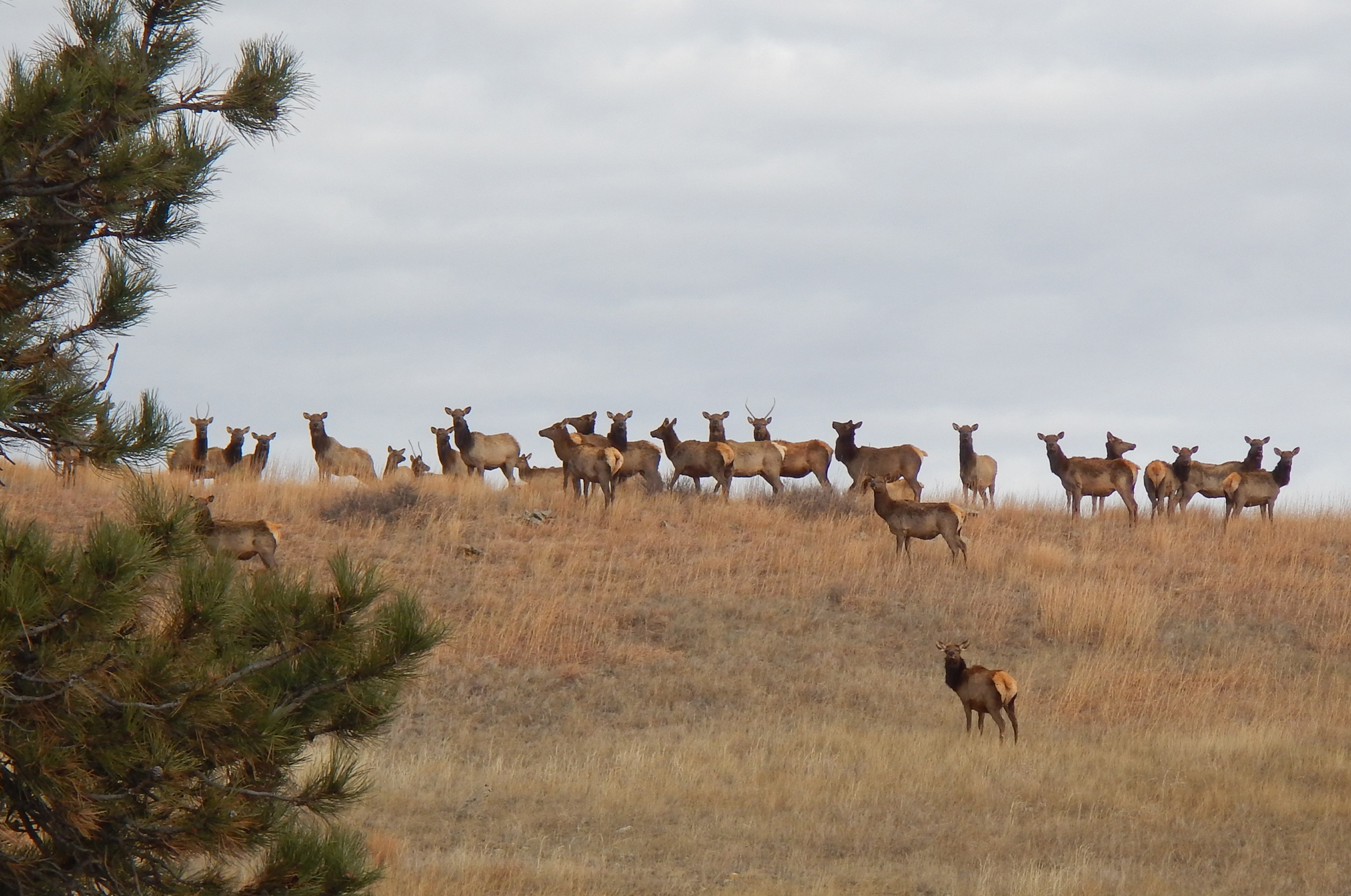 A herd of elk on top of a grassy ridge