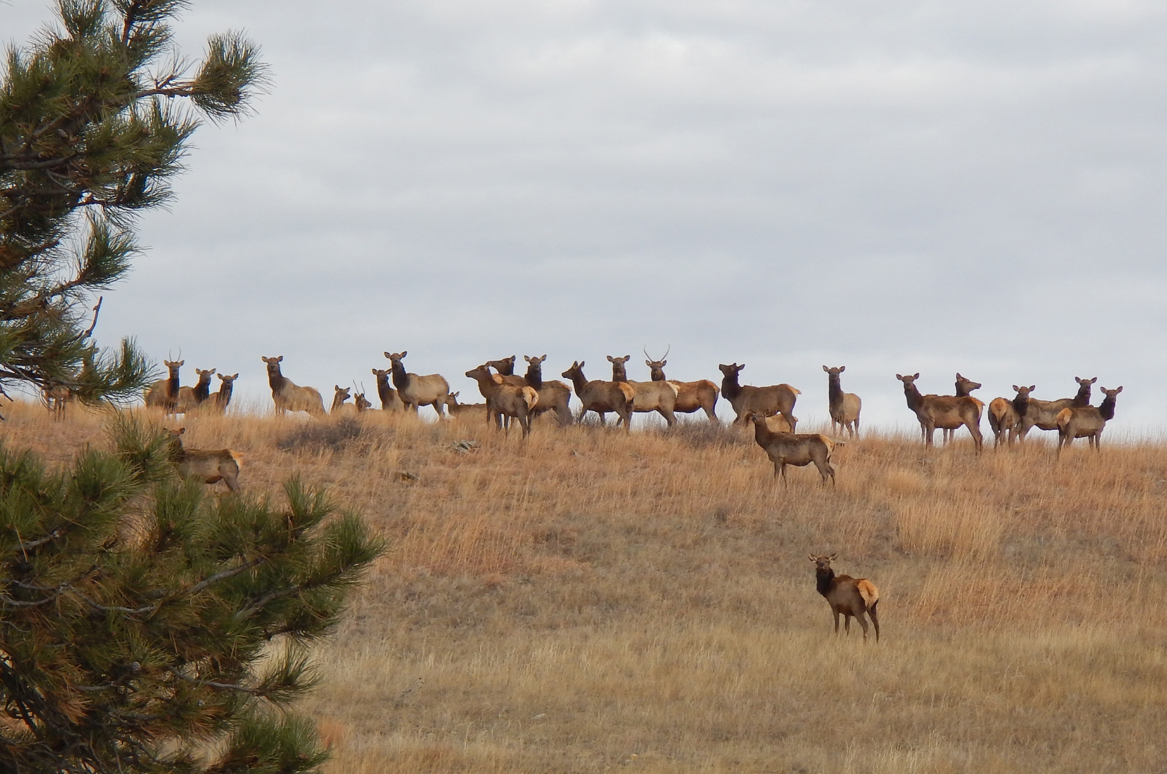 Elk On Ridge Line A herd of elk on top of a grassy ridge