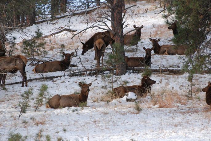 Elk sit on a snowy hillside