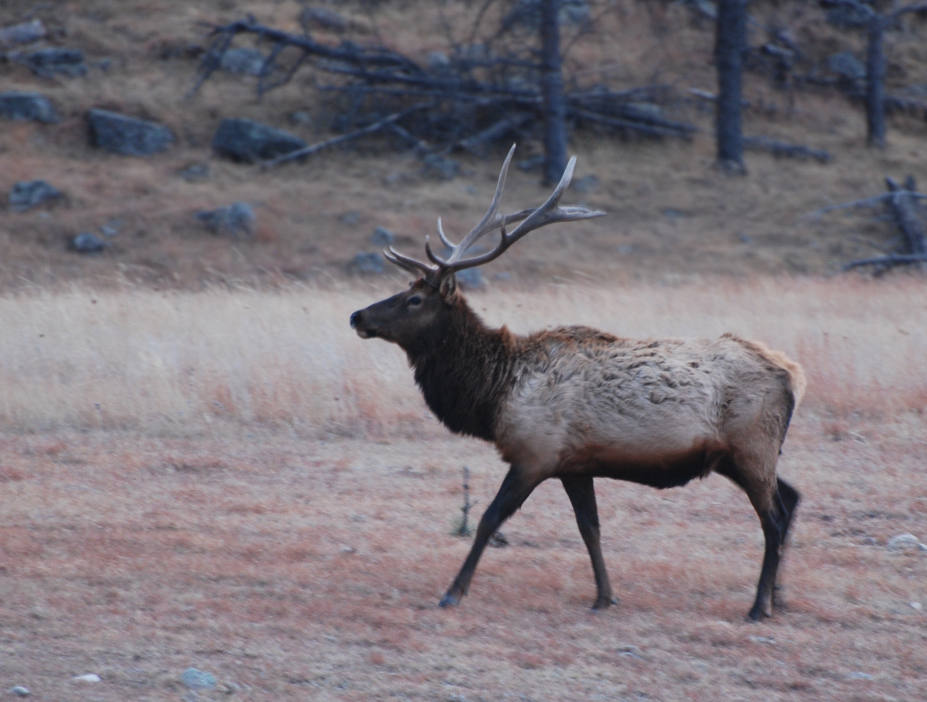 Bull elk in the middle of the photo looking walking to the left.