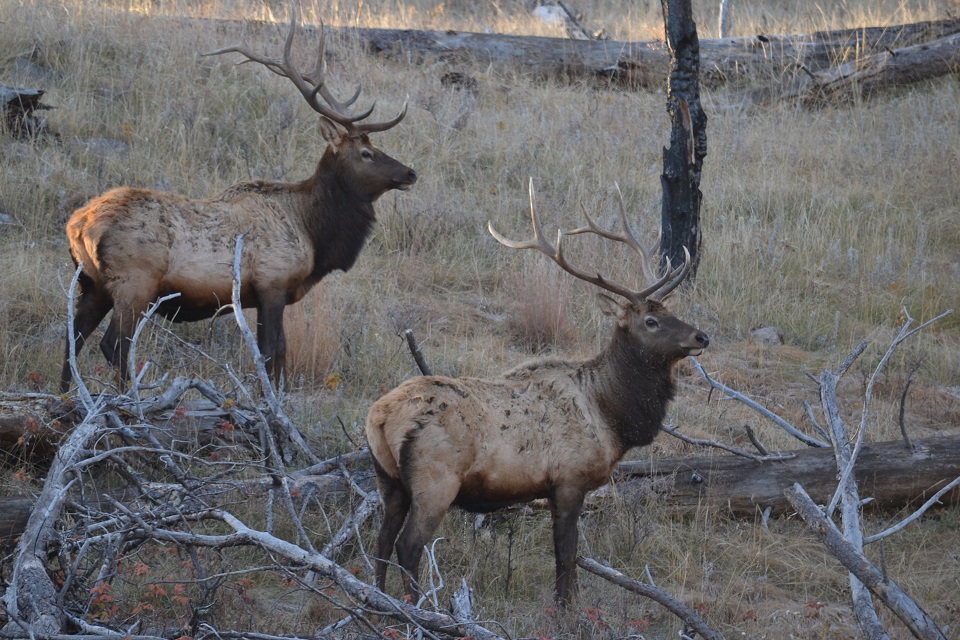 Two bull elk, looking to the right, standing amidst down tree branches on a hillside.