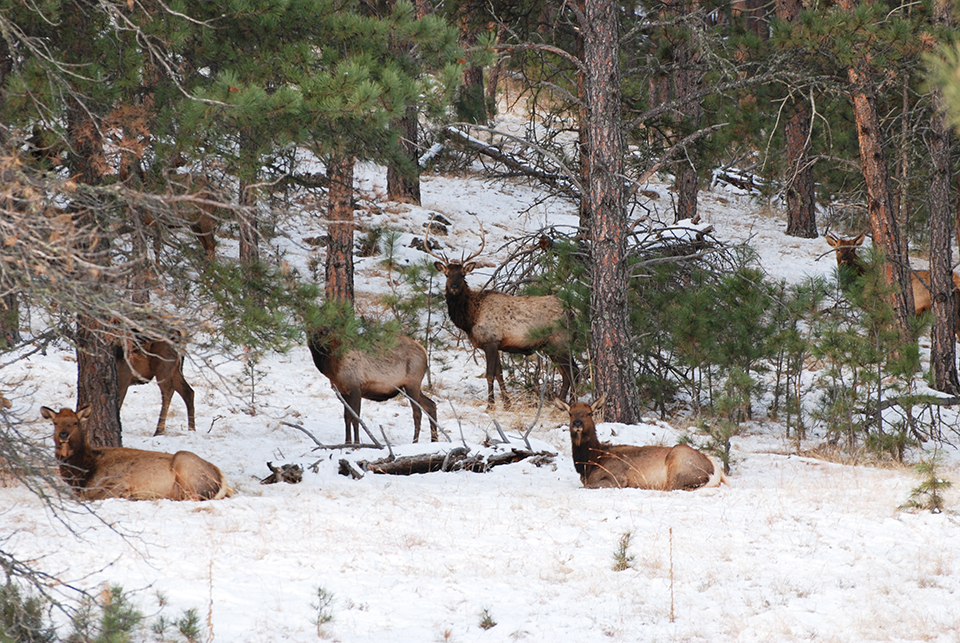 A snowy hillside with ponderosa pine trees and elk, some standing and some lying down, looking toward the camera.