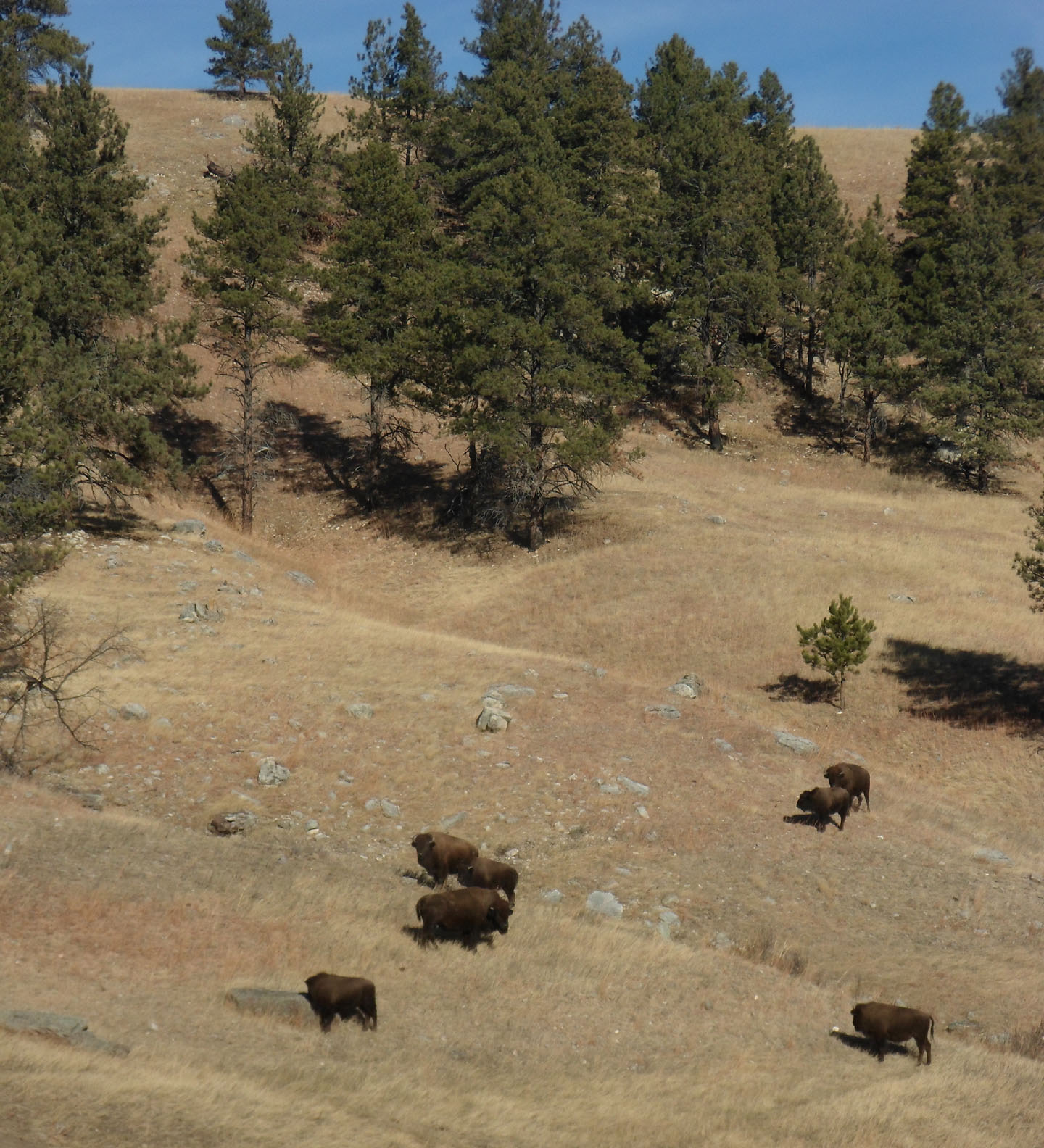 Extremely dry conditions prompt park to issue fire restrictions