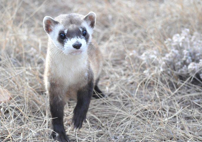 A black-footed ferret walking toward the camera