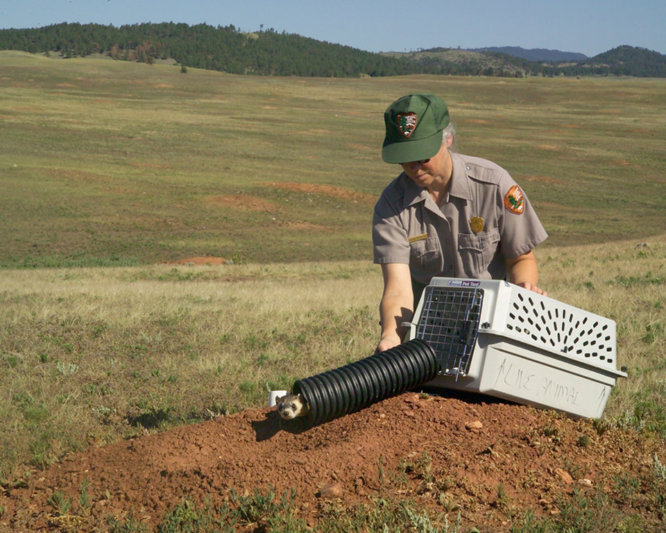 The first black-footed ferret being released in Wind Cave National Park. Ranger on prairie, holds black tube next to a prairie dog hole with a ferret looking out of one end of the tube. Park ranger holding a black tube with a black-footed ferret head poking out of one end.