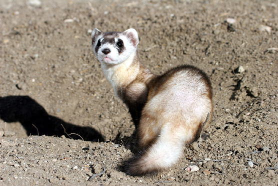 Black-footed Ferret looking at camera.