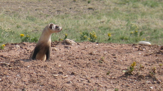A black-footed ferret peers out of a hole looking right.