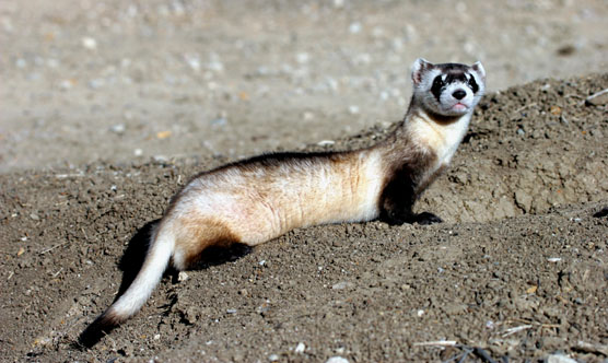 Black-footed Ferret