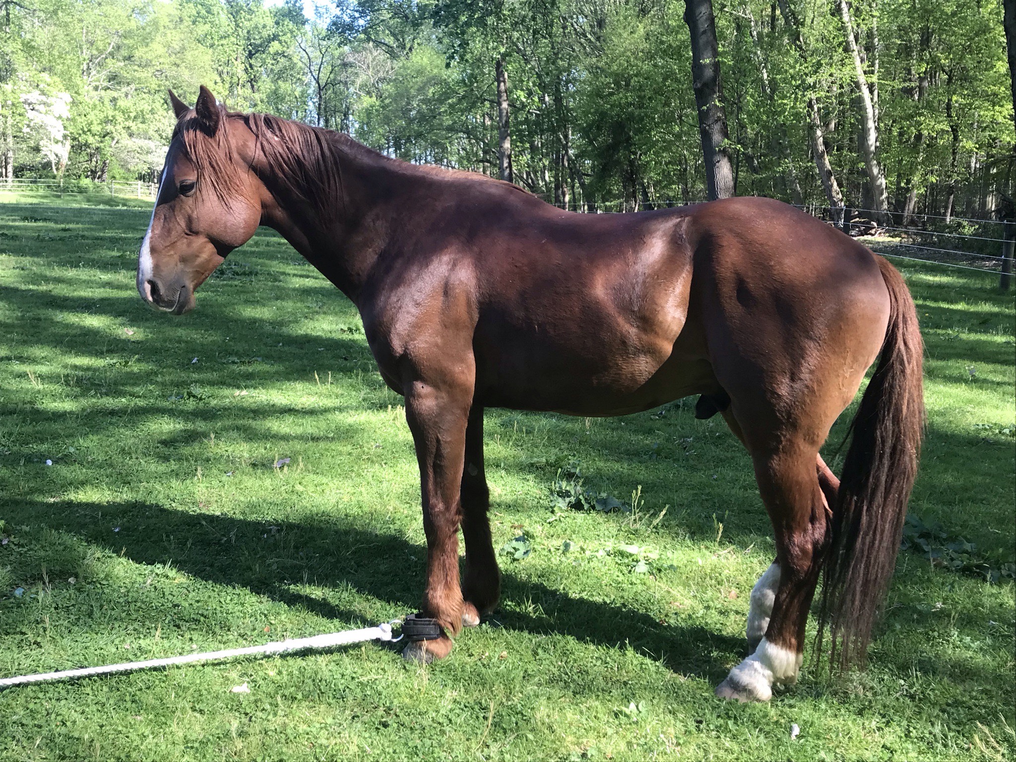 Reddish brown horse standing, looking left, with a rope tied to its front left leg. The horse is standing on green grass with green trees in the background.