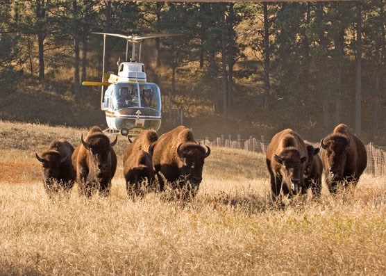 A helicopter herds bison into corrals.  Nearly three hundred bison were recently rounded up at Wind Cave National Park.