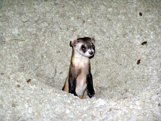 A black-footed ferret looking out of a burrow at night.