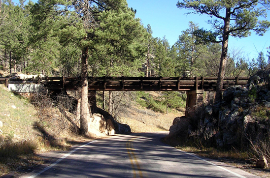 Road going underneath bridge among pine forest