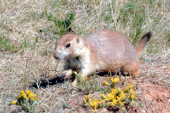 A black-tailed prairie dog feeding near a burrow in Wind Cave National Park.