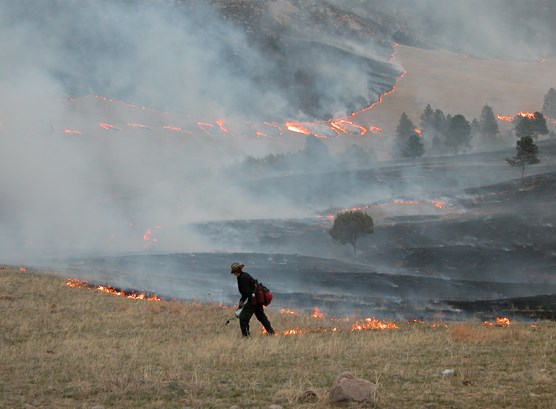 A firefighter using a drip torch to ignite a prescribed fire in Wind Cave National Park. A firefighter using a drip torch to ignite a prescribed fire in Wind Cave National Park.