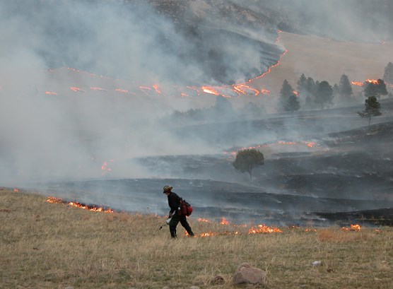 A firefighter using a drip torch to ignite a prescribed fire in Wind Cave National Park.
