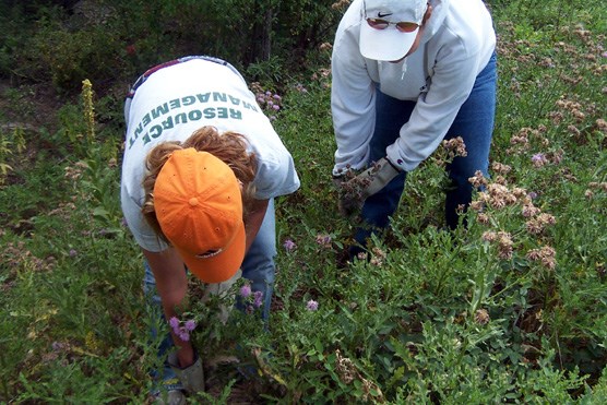 Crews at Wind Cave National Park pulling Canada thistle last summer as part of the park’s exotic plant control program. Crews at Wind Cave National Park pulling Canada thistle last summer as part of the park’s exotic plant control program.
