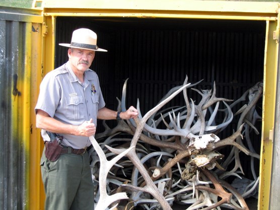 Chief Ranger Rick Mossman stands beside antlers seized as evidence over the last several years at Wind Cave National Park.