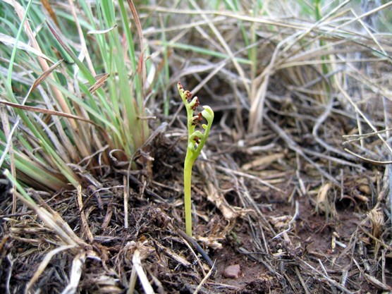Botrychium campestre, seen here growing upright in the middle of the photo. Plant size is approximately 2.5 inches.