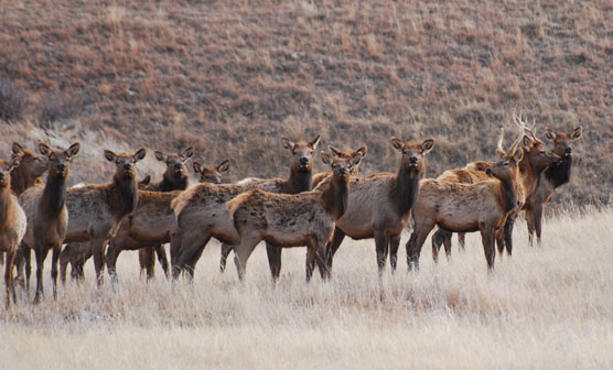 Herd of several Rocky Mountain Elk in a field