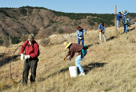 People working on a sunny day are unclipping fence wire from posts while others are rolling up the wire.