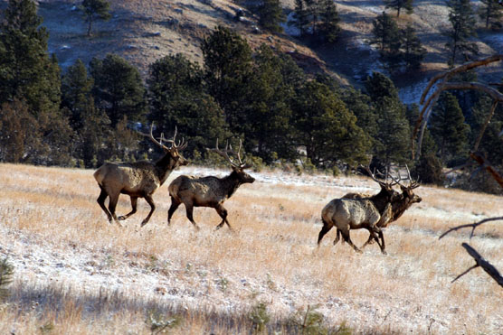 A group of bull elk running in Wind Cave National Park. A group of bull elk running in Wind Cave National Park.