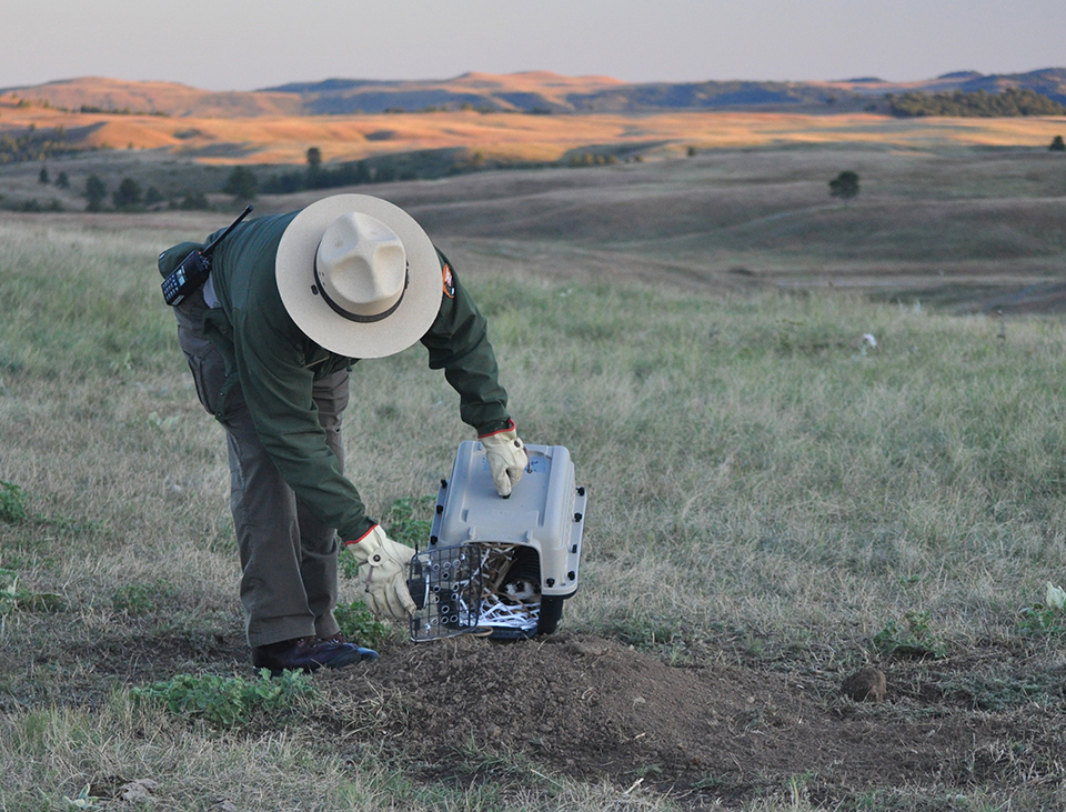 Ranger leaning over holding a small pet carrier with sunlit hills in the background. Seen inside the pet carrier is the small face of a black-footed ferret.